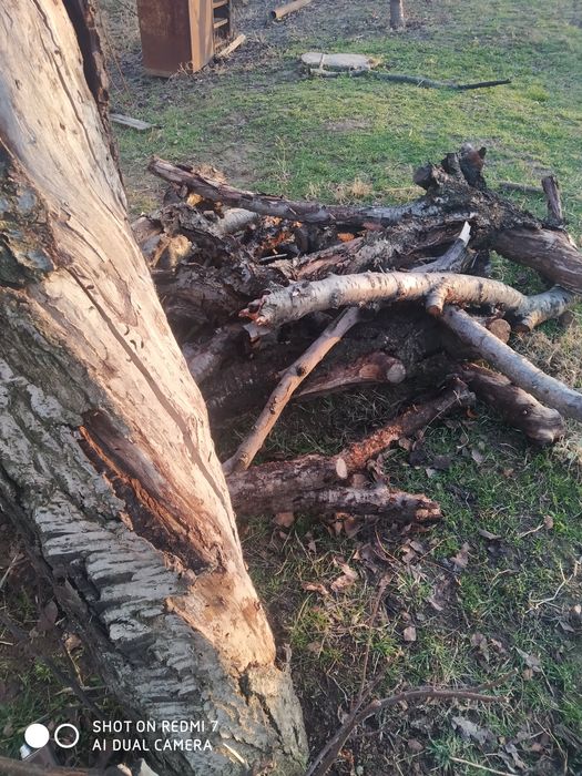 Продам дрова 250 тысяч сум