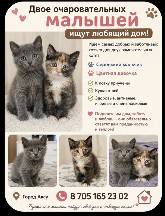 Отдам котят мальчика и девочку