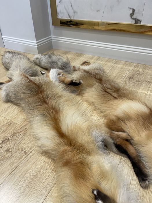 Воротник лисы