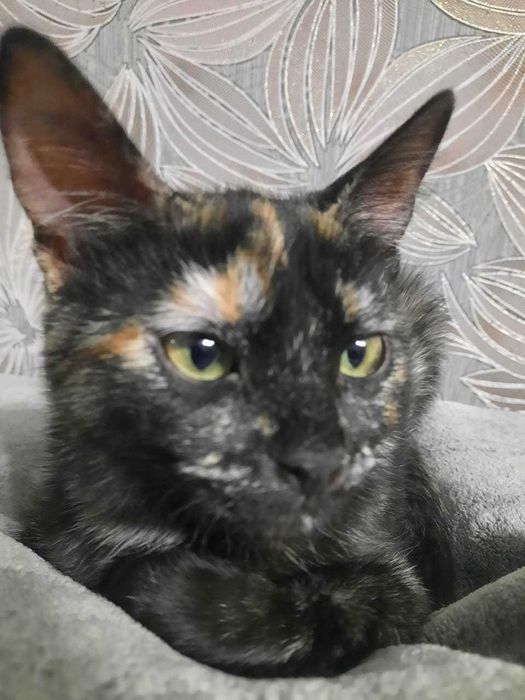 Отдам в добрые руки