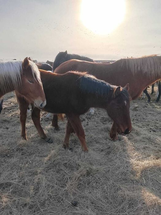 Продам жеребёнка