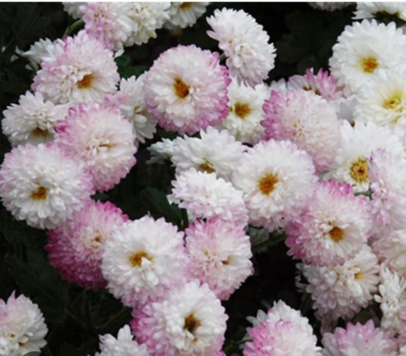 Хризантема корейская