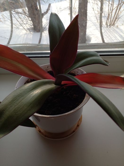 Комнатные растения