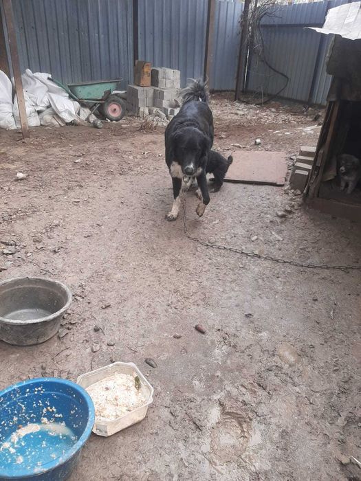 Отдам щенков алабая