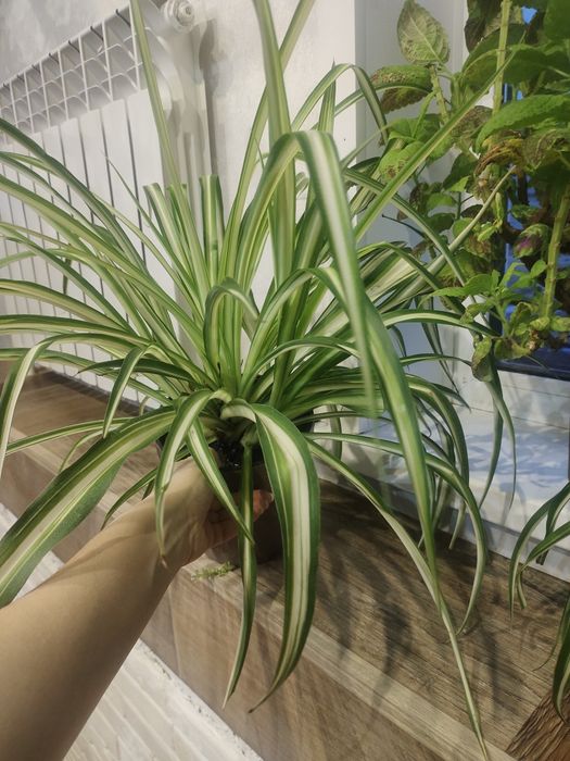 продам цветы для школы