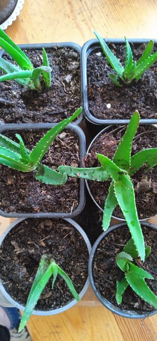 Комнатные растения