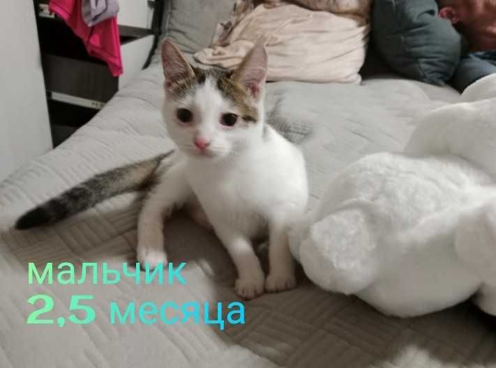 Отдам котят в добрые руки