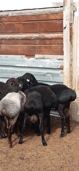 Еділбай қошқар сатылады