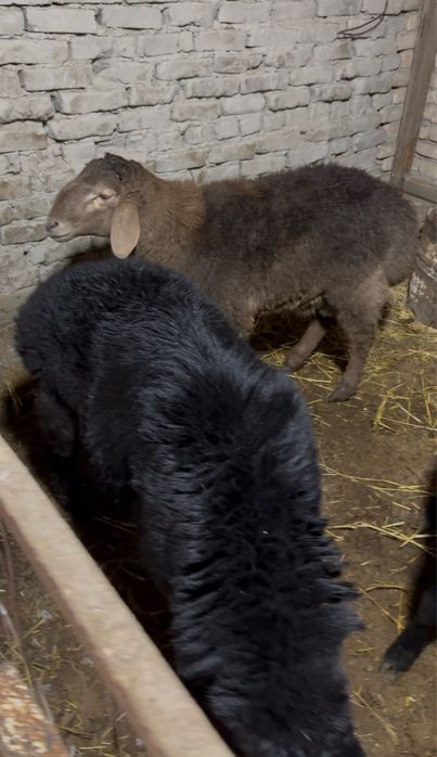 йош кучкор барралар сотилади, 2 йошлигилари хам бор, сифат ало, согом