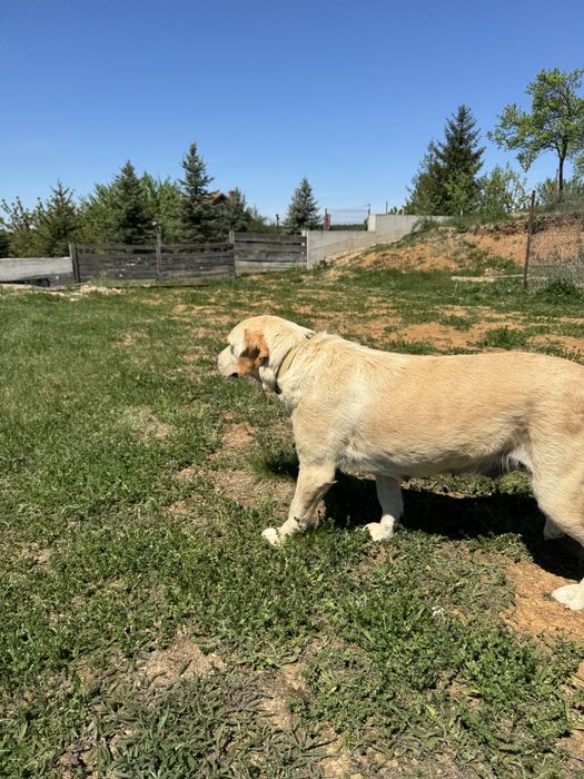 Donez spre adoptie catelusa Golden Retriever 3 ani