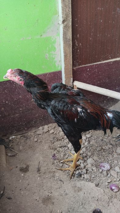 Joja dakan Xoroz kareya zoti yiri uzun narsa yahshi narsani bolasi