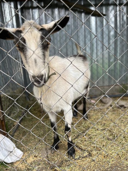 Продам Альпийскую козу