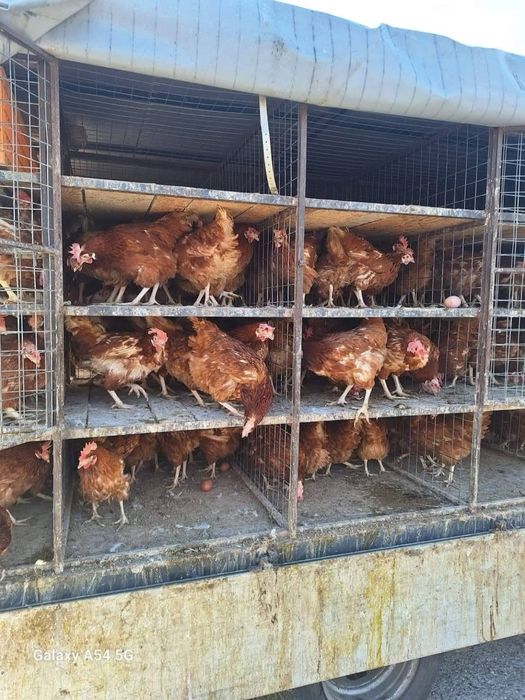 De vanzare gaini outoare