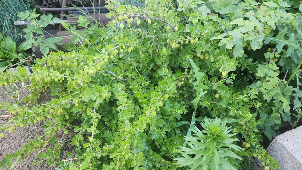 Продам құсты смородины