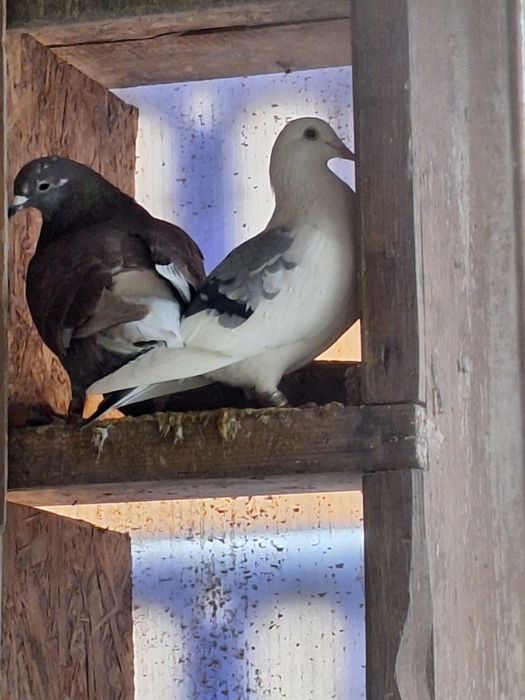 Vând porumbei voiajori și cocoși pitica