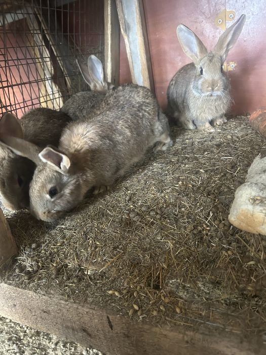 Продам кроликов 5000
