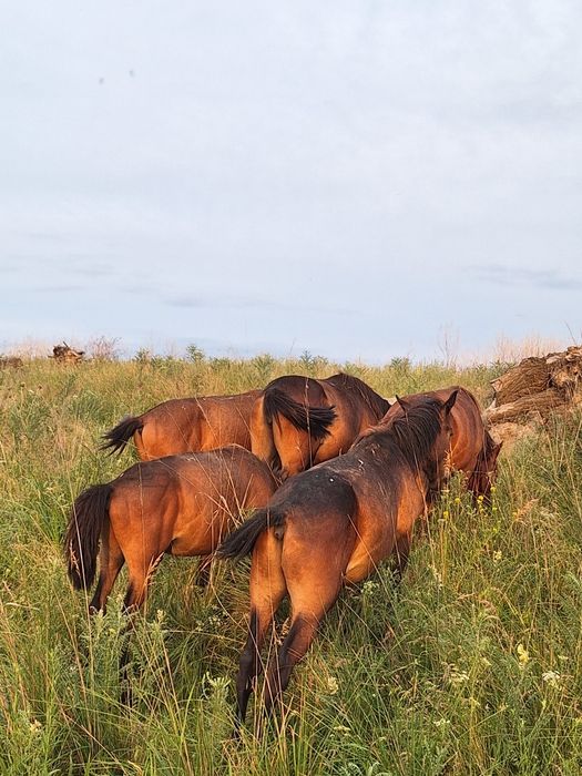 Жылкы құлындар 4 еу сатылады