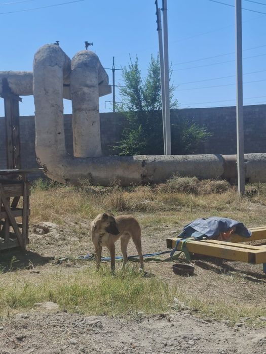 Продам алабай годовалый