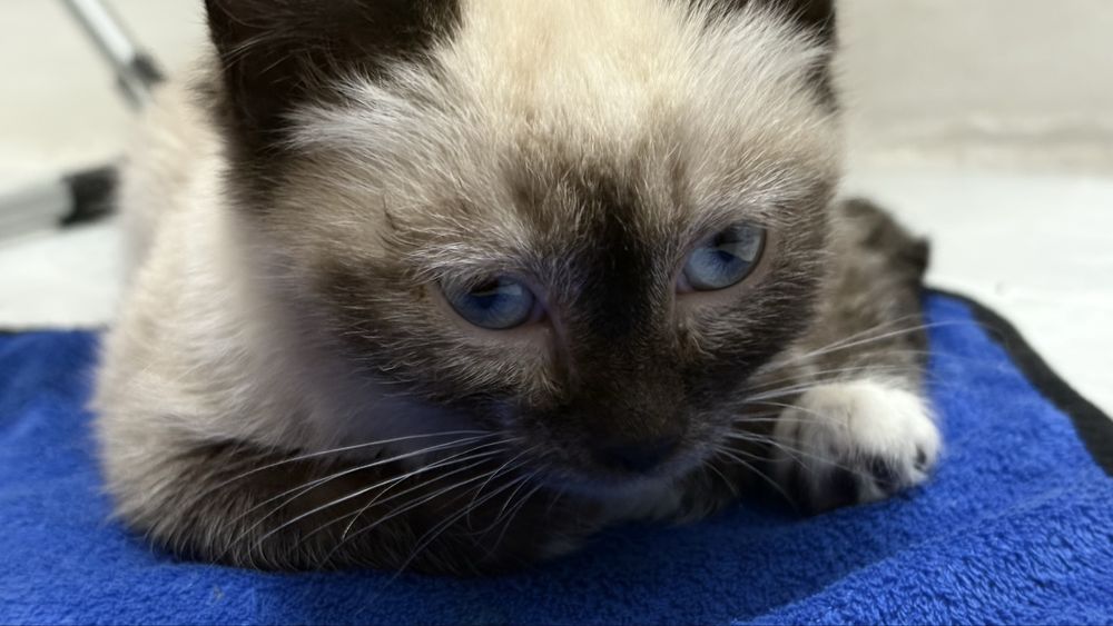 Сиамская кошка в добрые руки