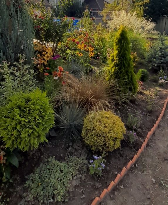 Многолетние садовые растения продам