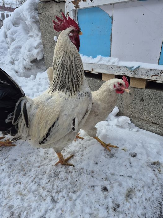 Продам молодых петухов