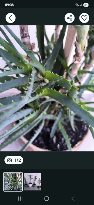 Vind Aloe Vera 5 ani