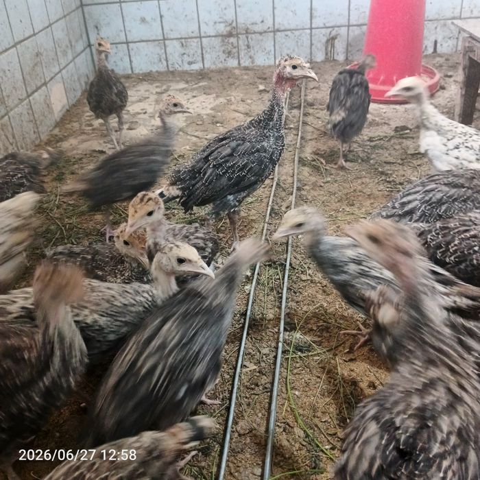 Kurka joʻjalari sotiladi