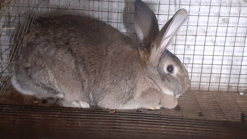 Продам самок кролика