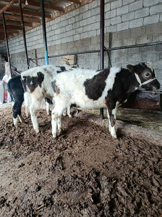 Бузаулар сатылады