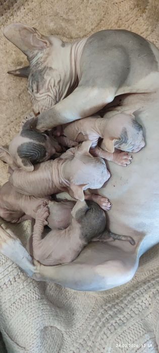 Донские сфинксы котята