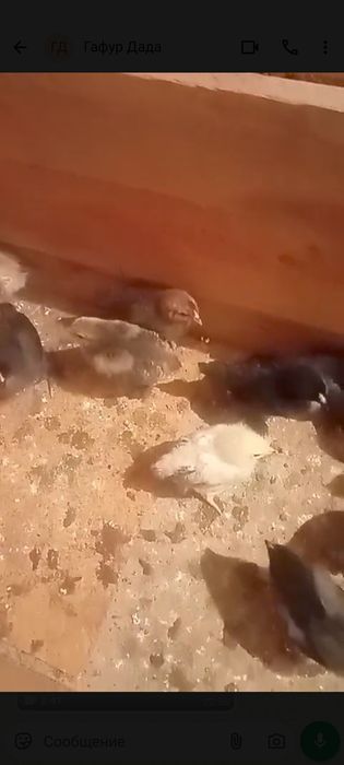 Цыплята домашние