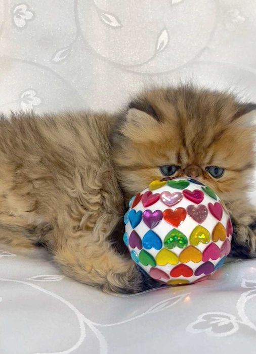 pisica persana chinchilla