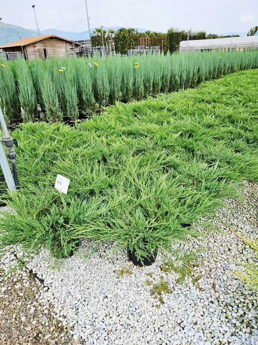 Plante Ornamentale Selecționate – Livrare în Siguranțăețime și Vigoare