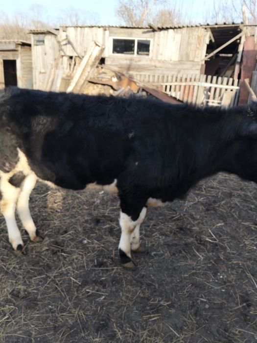Продам годовалую телочку
