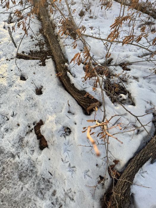 Дровы карагач куб