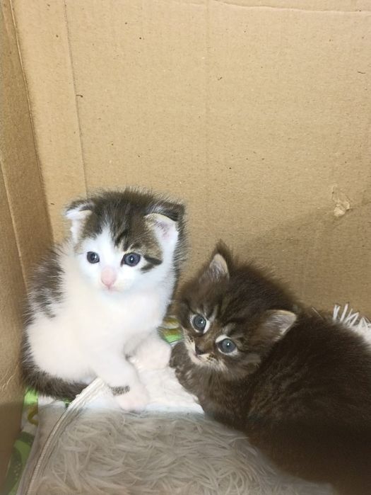 отдам котят в добрые руки