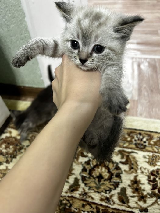 Отдам котят в добрые руки!