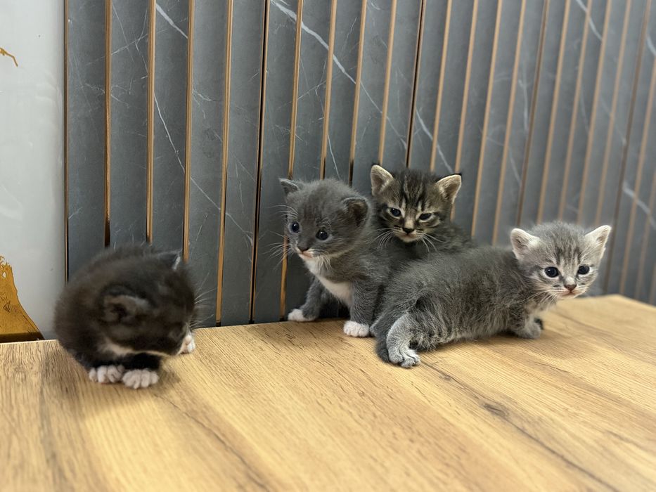 Котята скоттиш страйт