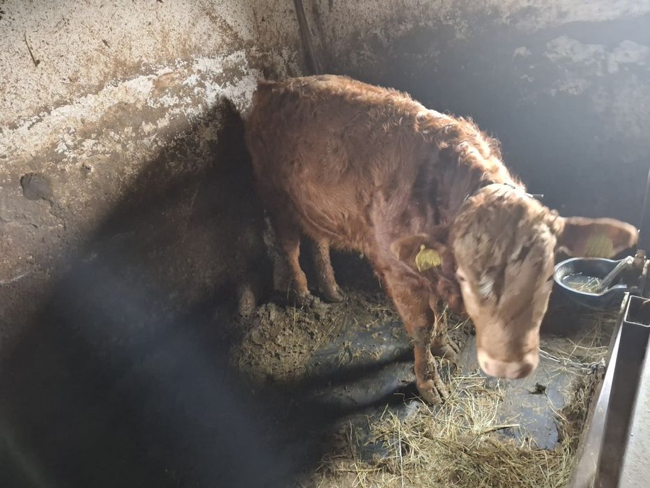 Vând vițel limuzin