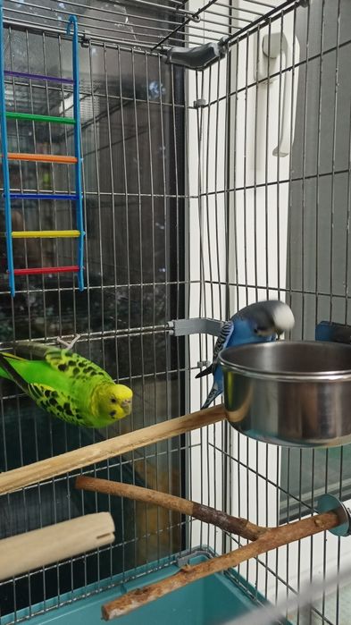 Продам Попугаев с клеткой