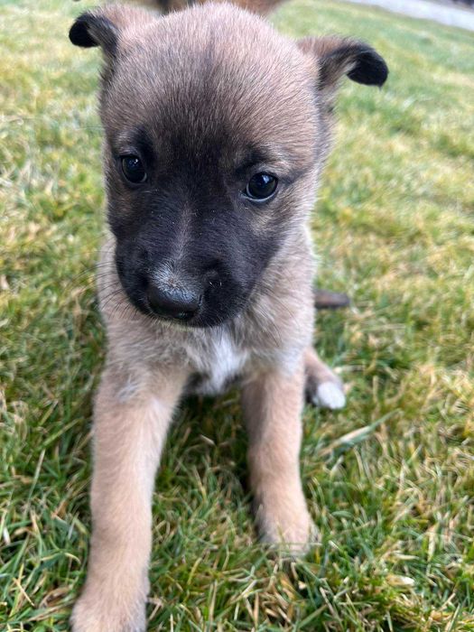 Кученца Белгийска овчарка Малиноа