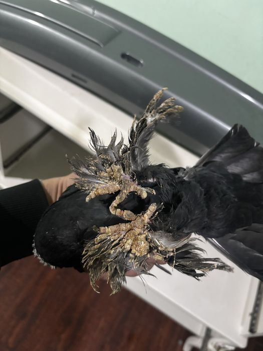 Голуби Самец гульсар