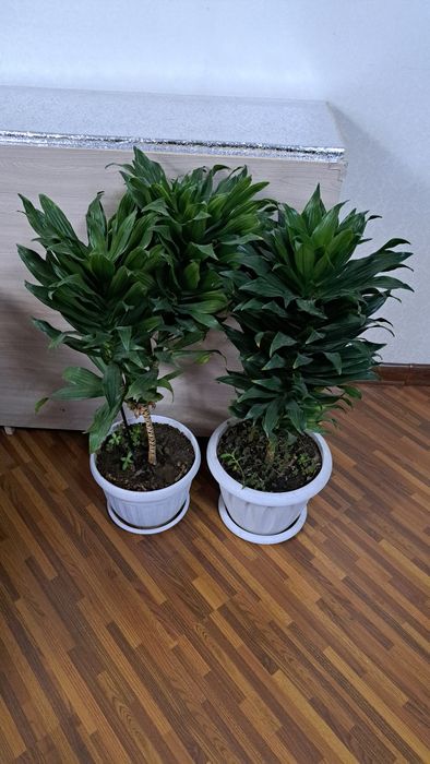 Большие комнатные цветы