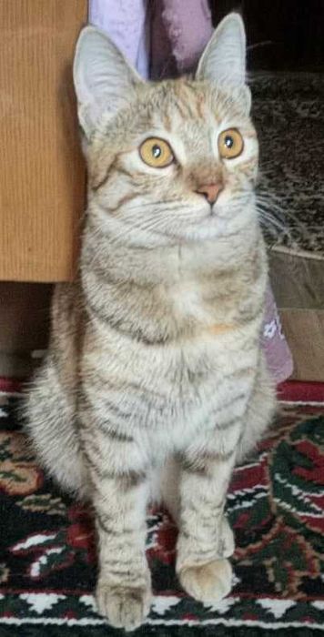 Потерялась кошка