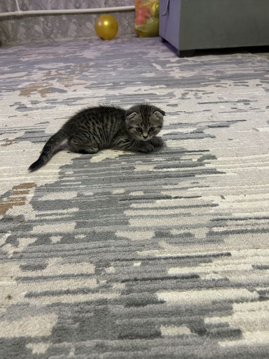 Продам котенка вислоухого