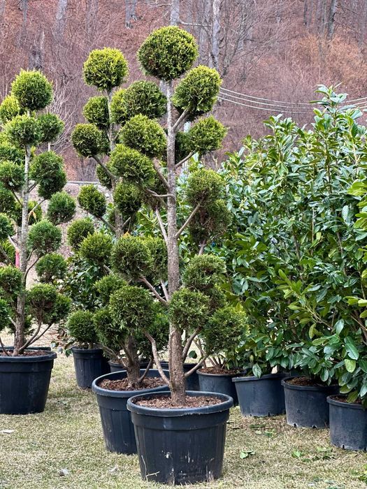 Plante Ornamentale pentru Spatii Rezidentiale