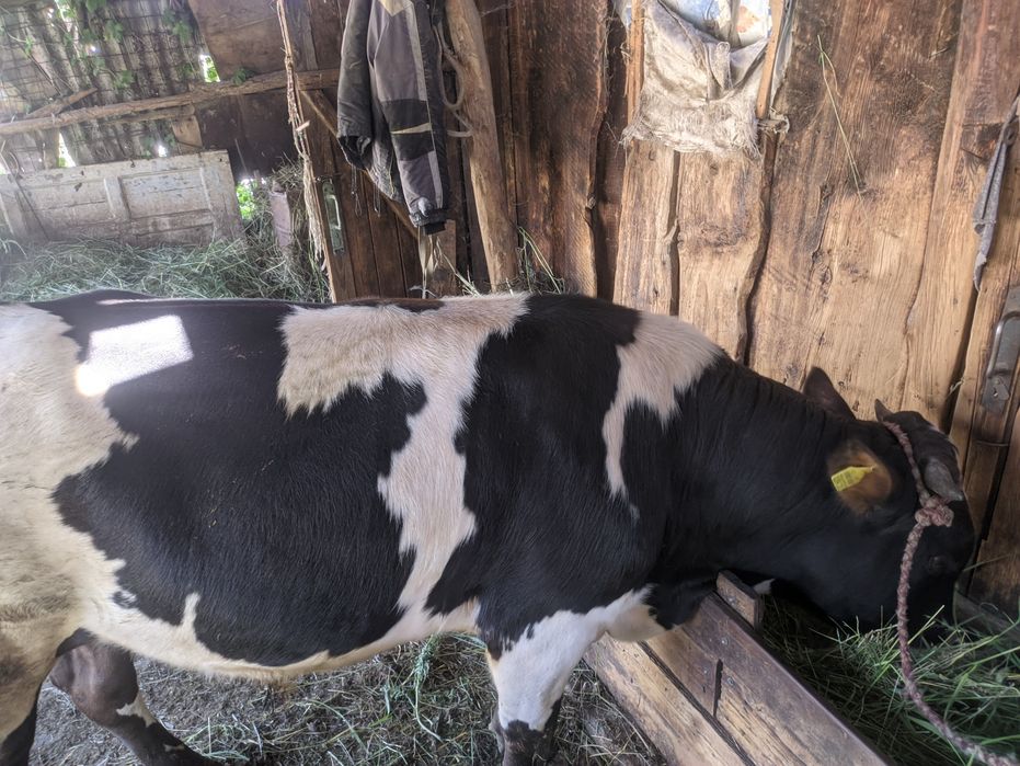 Продам быка годовалого