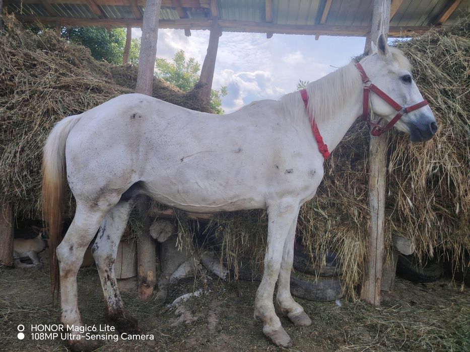 De vânzare iapă care trebuie sa fete