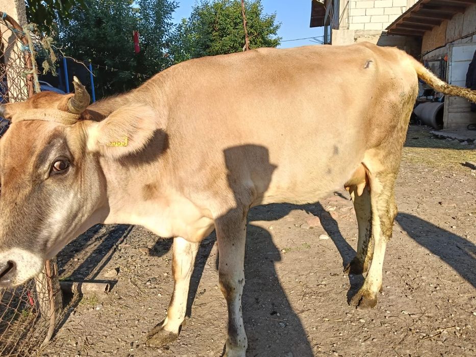 Vaci tinere de vânzare