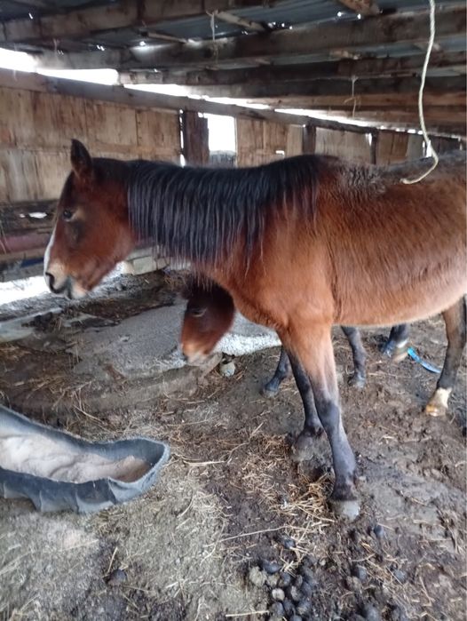 Вынужденный забой